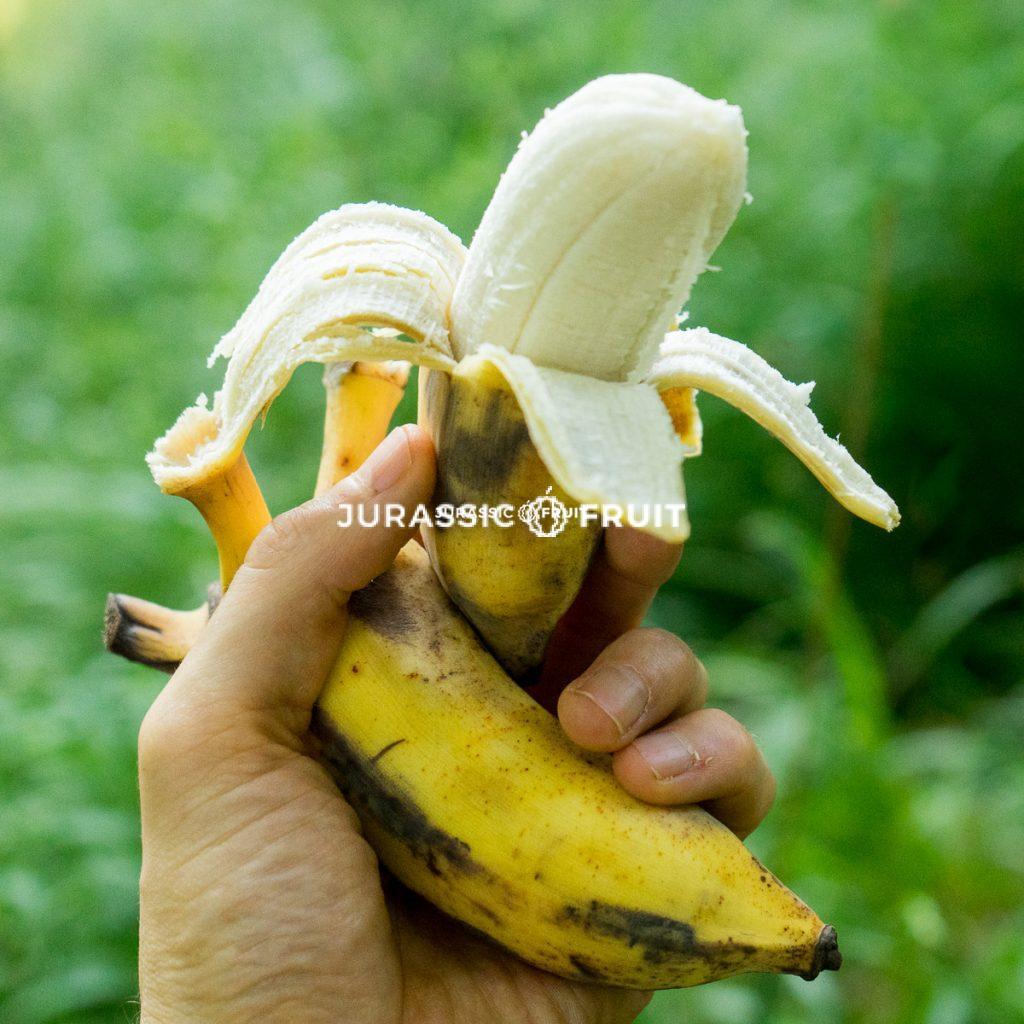 Banana Namwa von Jurassic Fruit