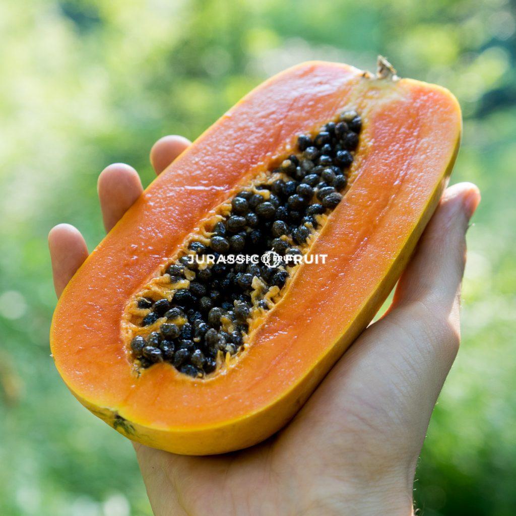 Papaya Nila von Jurassic Fruit