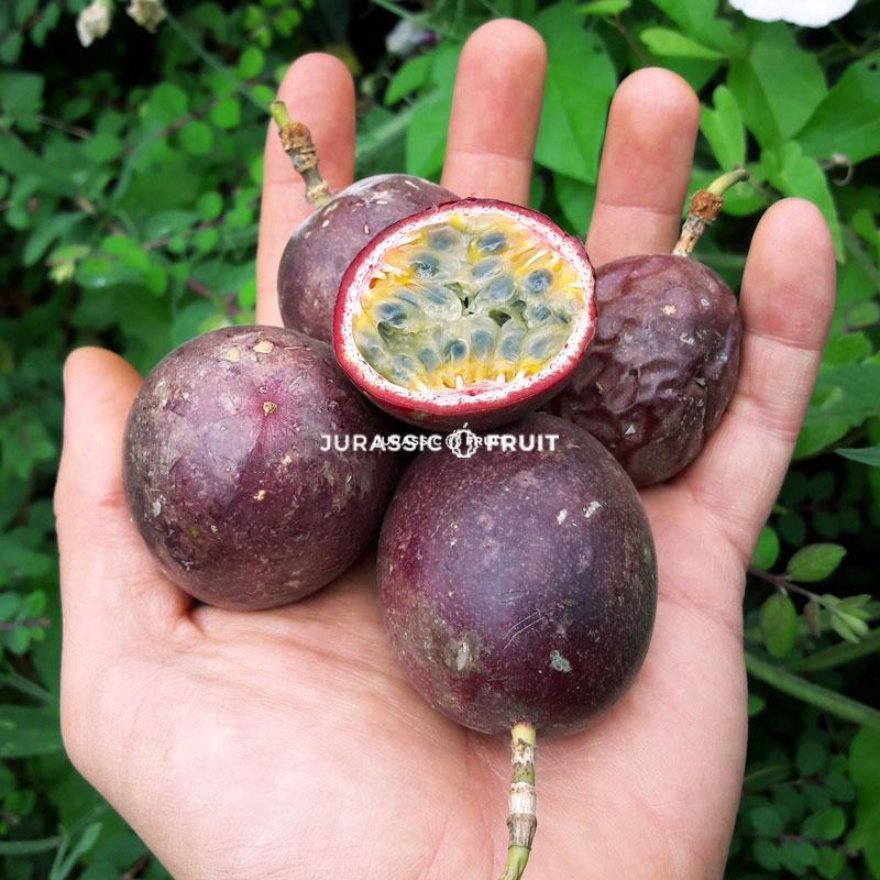 violette Passionsfrucht