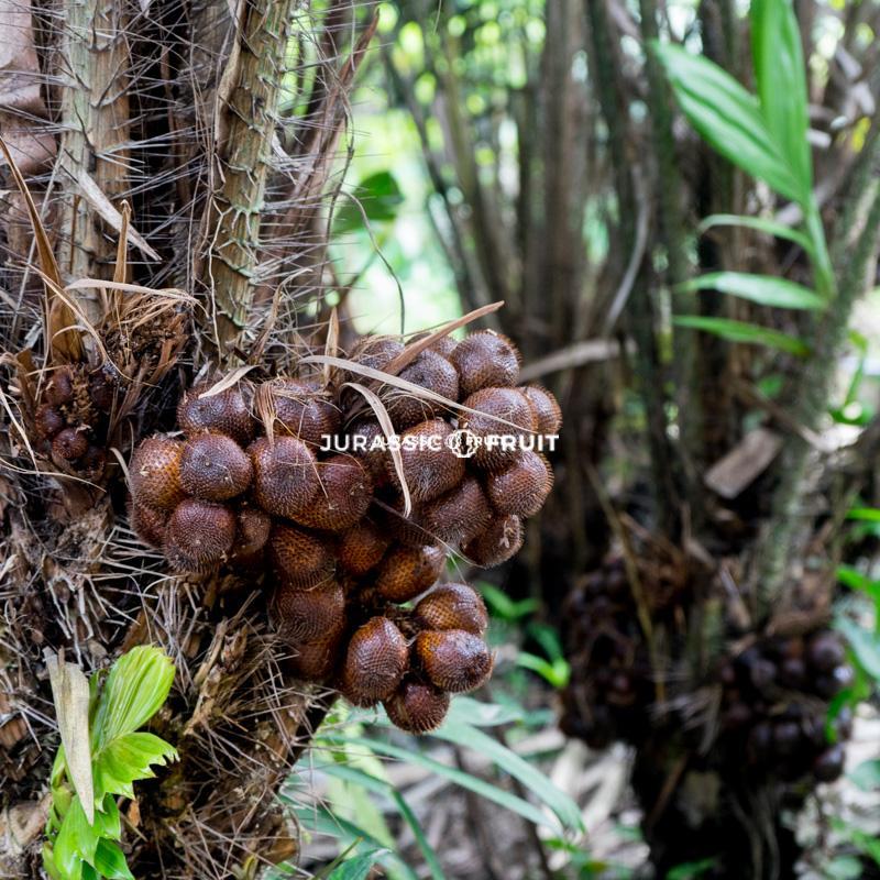 Salak Frucht