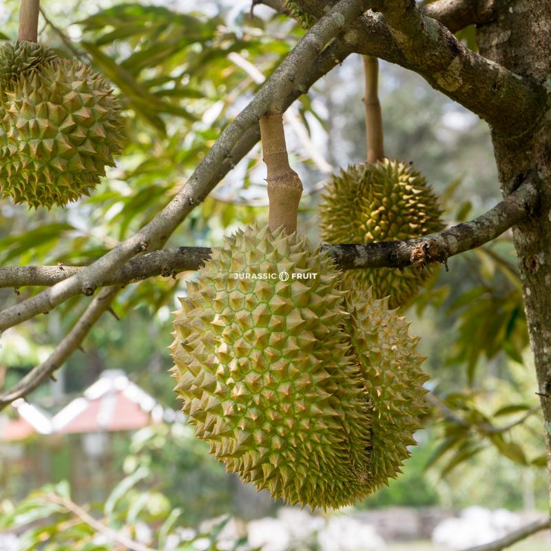 Durian sur l'arbre