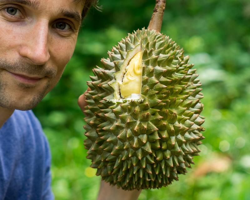 Durian entaillé