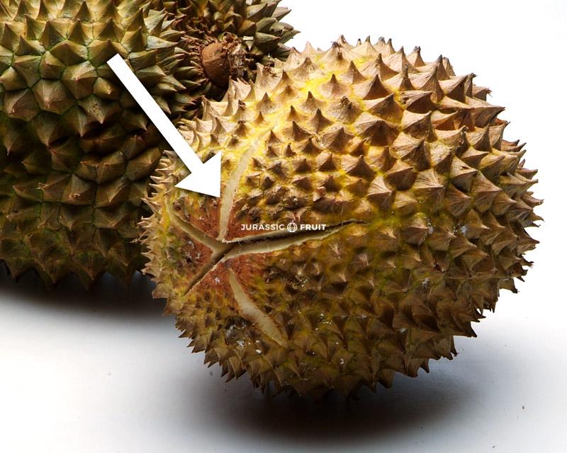Durian mûr, qui s'ouvre