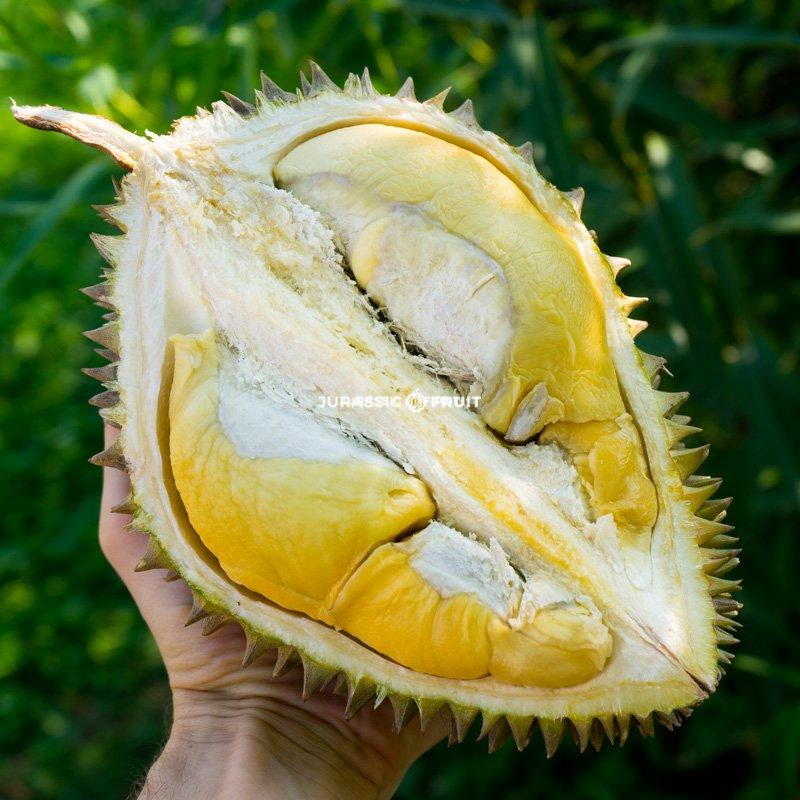 Durian entier variété Chanee