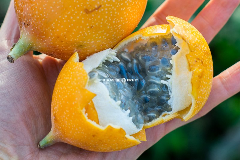 Grenadille Passionfrucht orange