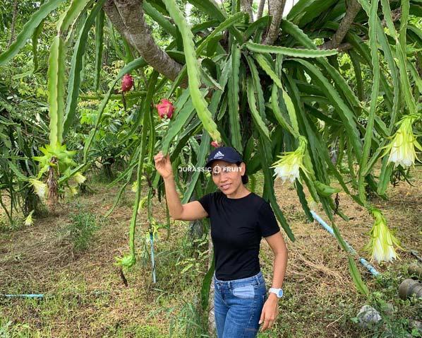 producteur de fruit du dragon en Thaïlande