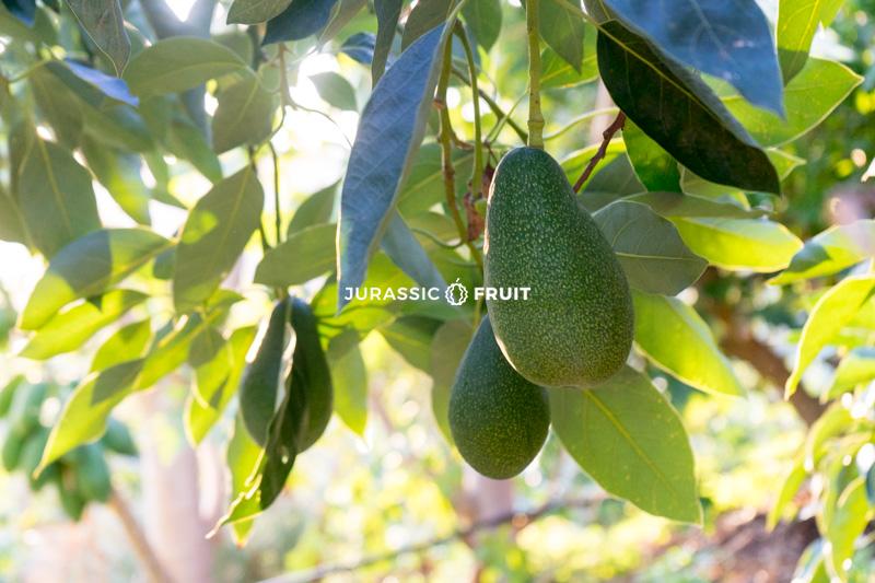 Avocado Baum Jurassic Fruit