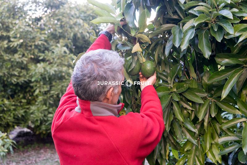 Producteur d'Avocat bio pour Jurassic Fruit