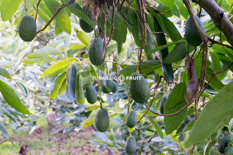 Plantation d'Avocats chez un producteur de Jurassic Fruit