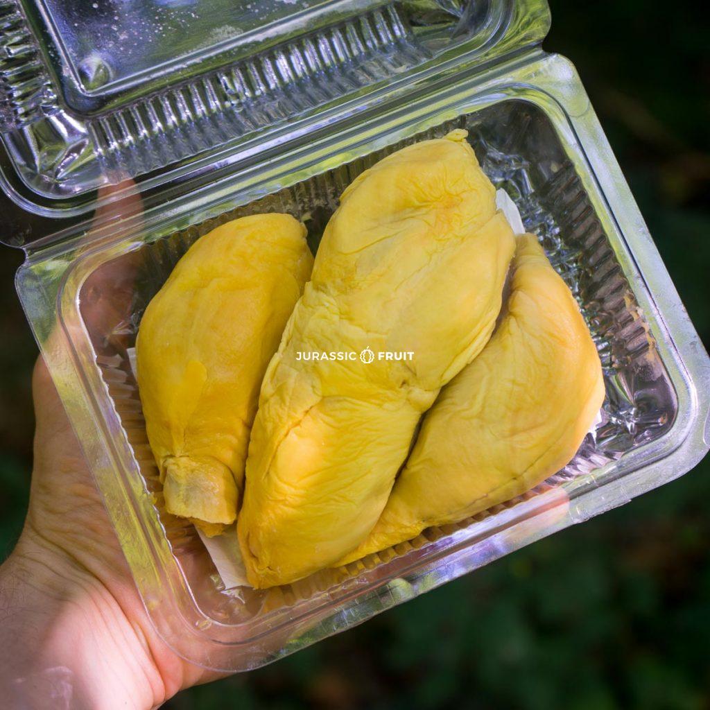 Durian Pomanee: eine rustikalere Sorte
