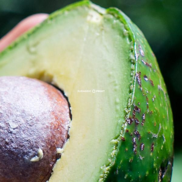 10 raisons de manger un avocat par jour Blog de Jurassic Fruit