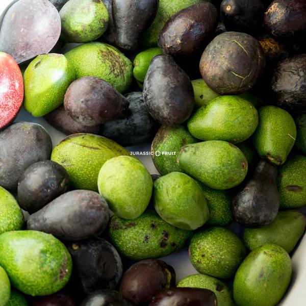 10 raisons de manger un avocat par jour Blog de Jurassic Fruit