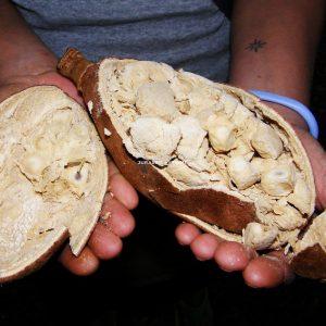 Baobab-Frucht zu essen