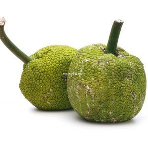 Brotfrucht - grüne Frucht