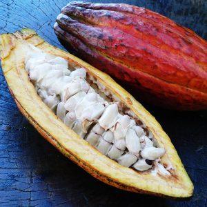 Une cabosse de cacao fraîche, le chocolat nature