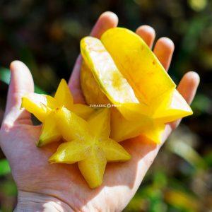 Carambole, le fruit étoile