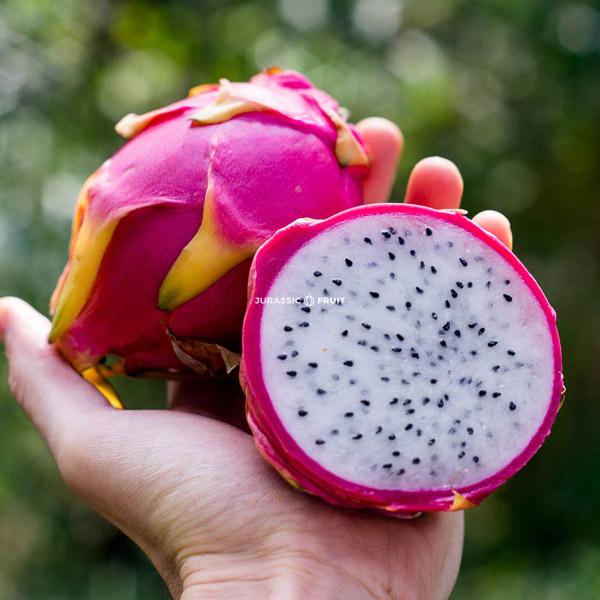 Die 72 besten exotischen Früchte der Welt - Jurassic Fruit