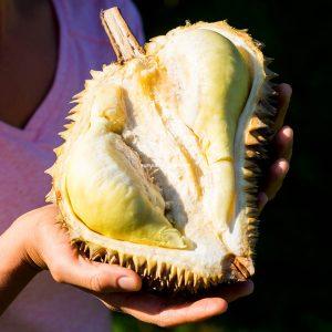 Durian Mon Thong aus Thailand