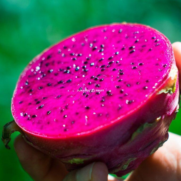 Fruit du dragon ses étonnants bienfaits, comment le manger Blog