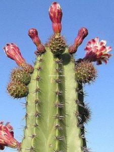 Pitaya fruit cactus tuyau d'orgue