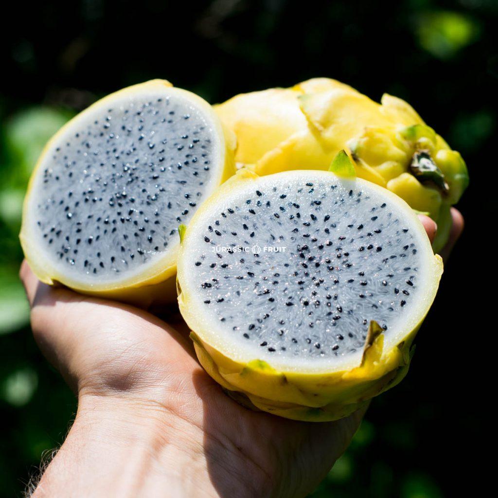 Le fruit du dragon jaune
