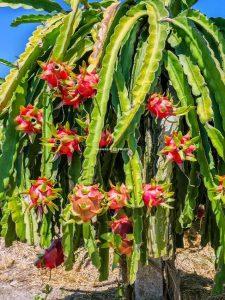 Kaktus Hylocereus, der Pitahaya trägt