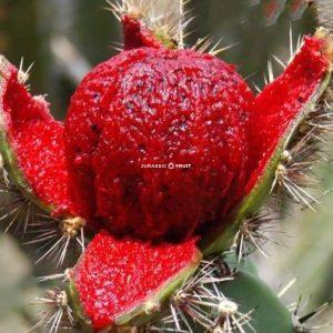 Mexikanische Pitaya geöffnet